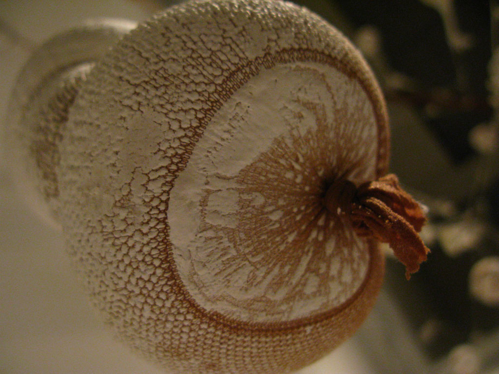 detail